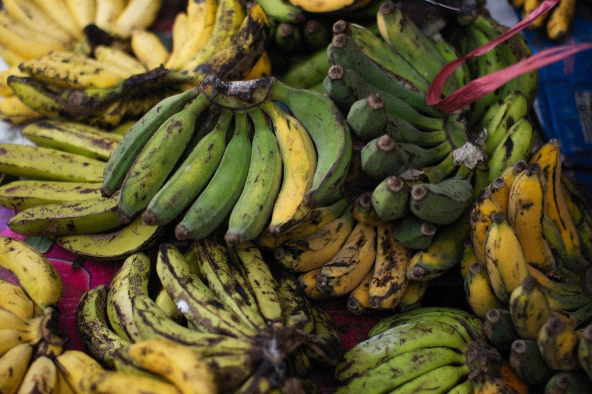 Bunches of green and ripe bananas on a market table.